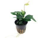 Anubias barteri var. nana