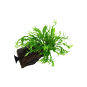 Microsorum pteropus 'Windeløv' mit Saugnapf