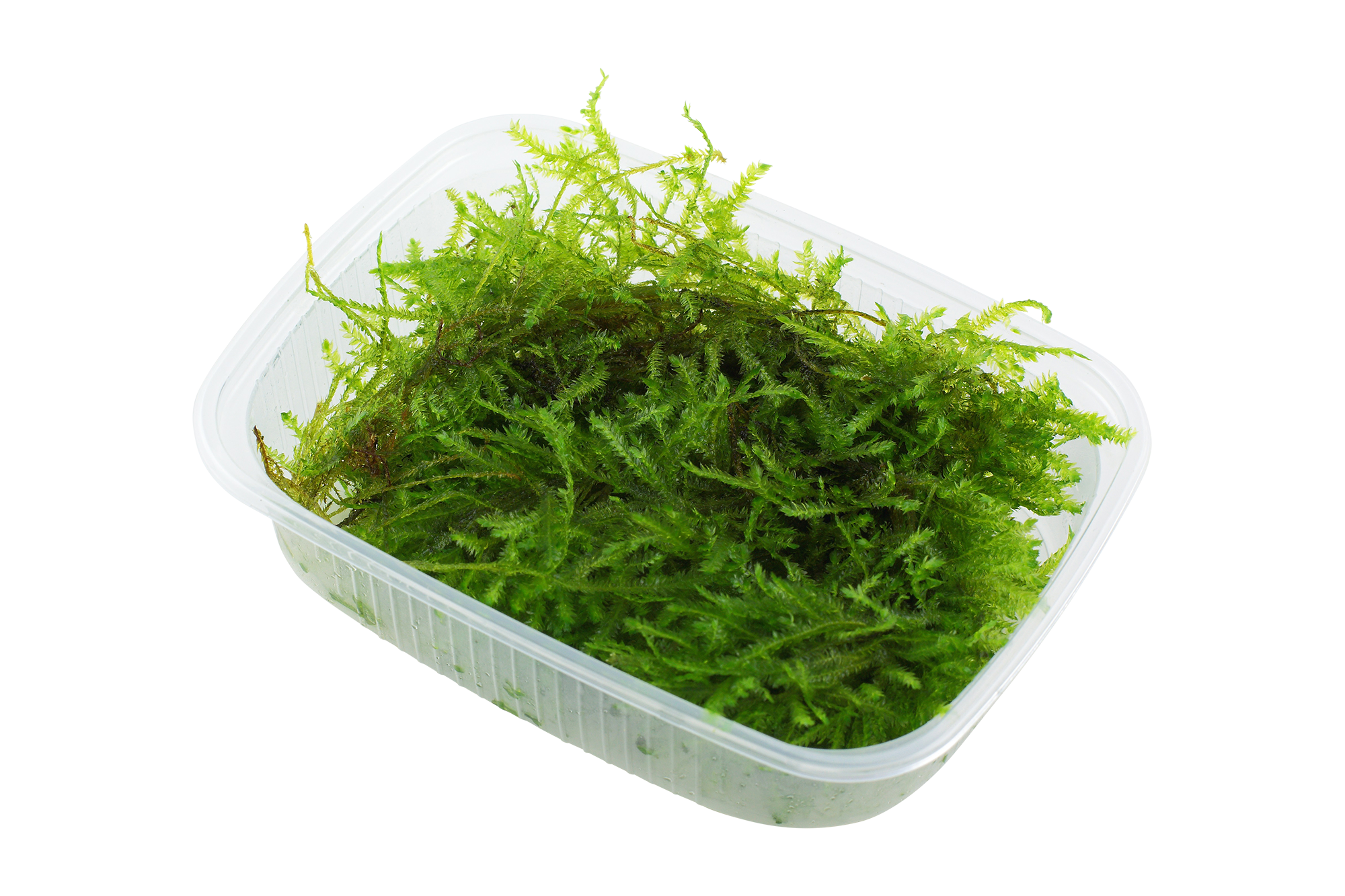 Tropica Vesicularia montagnei 'Christmas Moss' - 1 Pkg