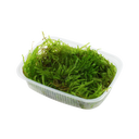 Taxiphyllum sp. 'Spiky Moss'