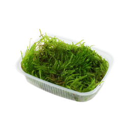 Tropica Taxiphyllum sp. 'Spiky Moss' - 1 Pkg