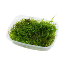 Taxiphyllum barbieri 'Bogor Moss' Portion - 1 Pkg