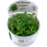 Tropica Staurogyne repens CUP