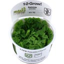 Tropica Salvinia auriculata CUP - 1 Stk