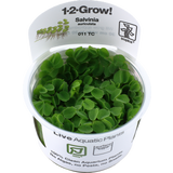 Tropica Salvinia auriculata CUP