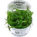Tropica Sagittaria subulata CUP - 1 Stk