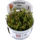 Tropica Rotala wallichii CUP - 1 Stk
