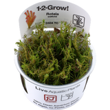 Tropica Rotala wallichii CUP