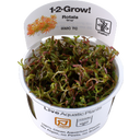 Tropica Rotala rotundifolia 'H'ra' CUP - 1 Stk