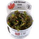 Rotala macrandra CUP