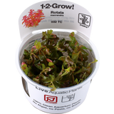 Tropica Rotala macrandra CUP