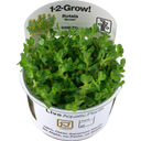 Rotala indica 'Bonsai' CUP
