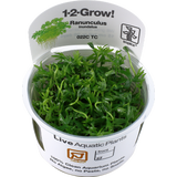 Tropica Ranunculus inundatus CUP