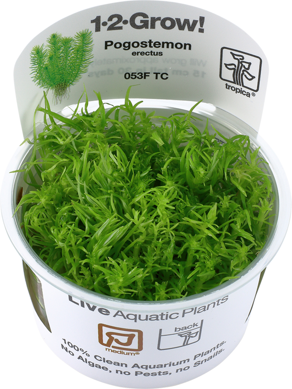 Tropica Pogostemon deccanensis - 1 Stk