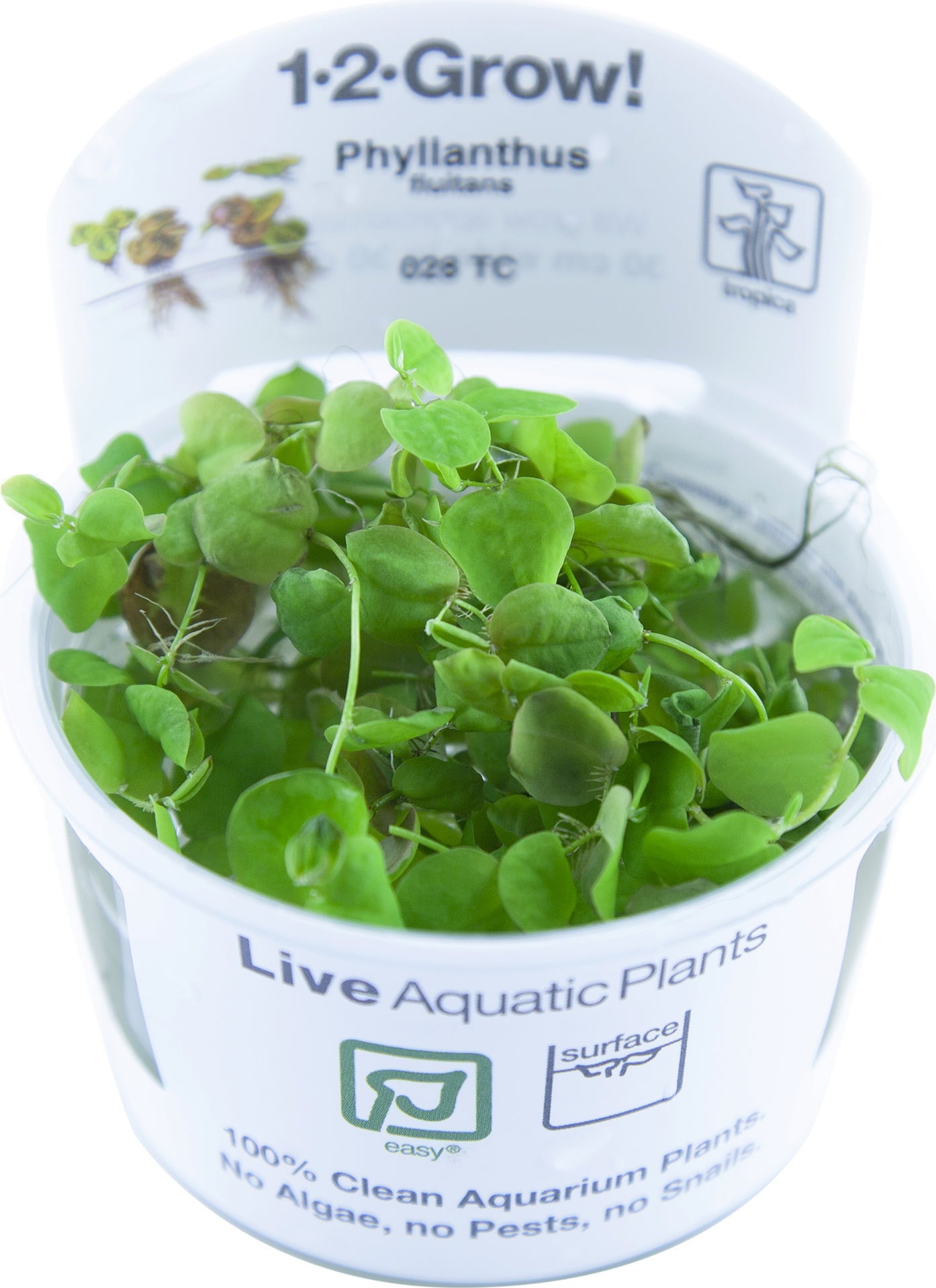 Tropica Phyllanthus fluitans CUP - 1 Stk