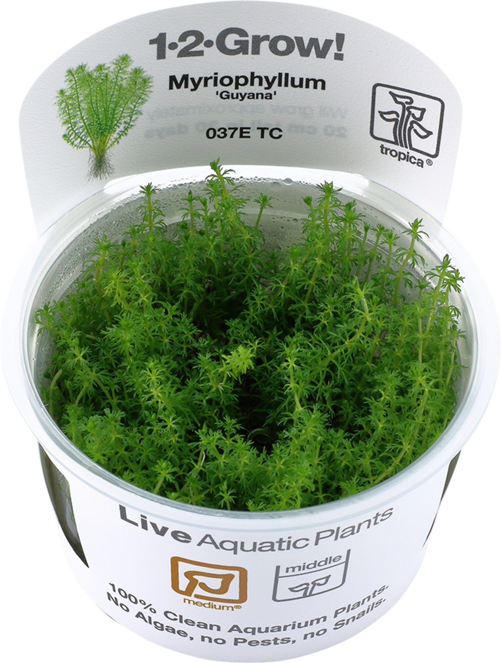 Tropica Myriophyllum 'Guyana' CUP - 1 Stk