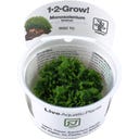 Tropica Monosolenium tenerum CUP - 1 Stk