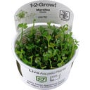 Tropica Marsilea hirsuta CUP - 1 Stk