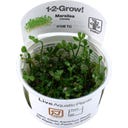 Tropica Marsilea minuta CUP - 1 Stk