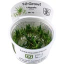 Tropica Littorella uniflora CUP - 1 Stk