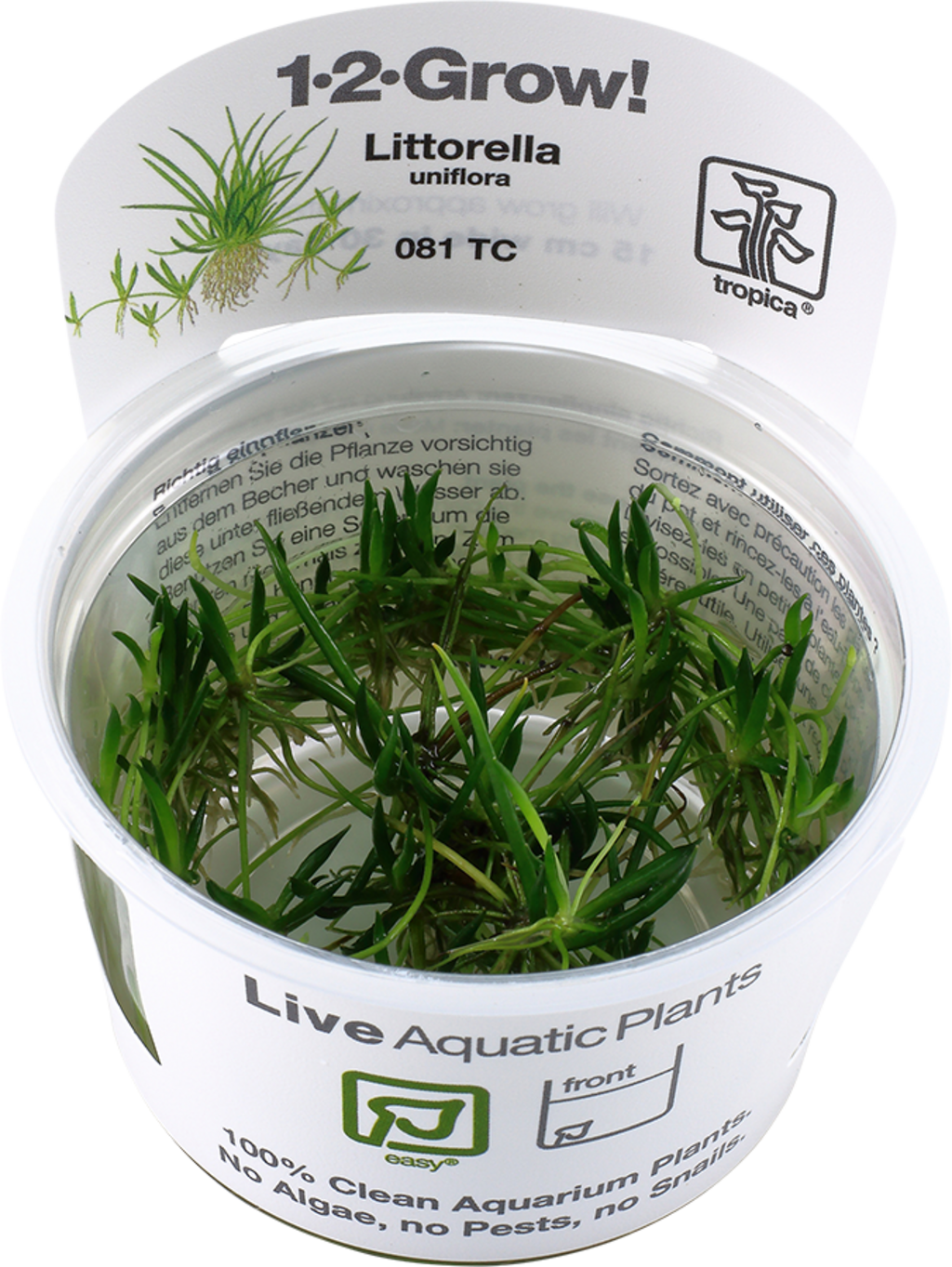 Tropica Littorella uniflora CUP - 1 Stk