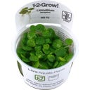 Tropica Limnobium laevigatum CUP - 1 Stk
