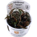 Tropica Hygrophila pinnatifida CUP - 1 Stk