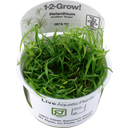 Tropica Helanthium tenellum 'Green' CUP - 1 Stk