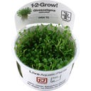 Tropica Glossostigma elatinoides CUP - 1 Stk