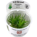 Tropica Eriocaulon cinereum CUP - 1 Stk