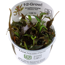 Cryptocoryne undulatus 'Red' CUP