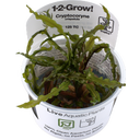 Tropica Cryptocoryne crispatula CUP - 1 Stk