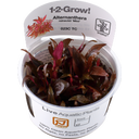 Tropica Alternanthera reineckii 'Mini' CUP - 1 Stk