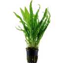 Tropica Microsorum pteropus - 1 Stk