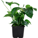 Tropica Anubias barteri var. caladiifolia XL - 1 Stk