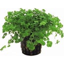 Tropica Micranthemum umbrosum - 1 Stk