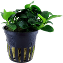 Anubias barteri 'Petite'