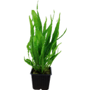Microsorum pteropus XL