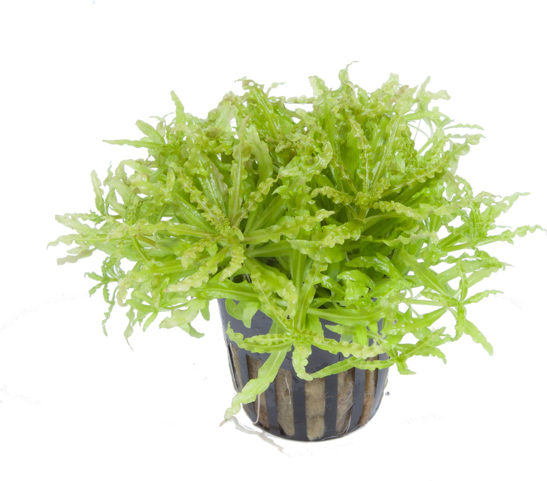 Tropica Pogostemon helferi - 1 Stk