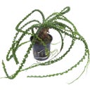 Tropica Crinum calamistratum - 1 Stk