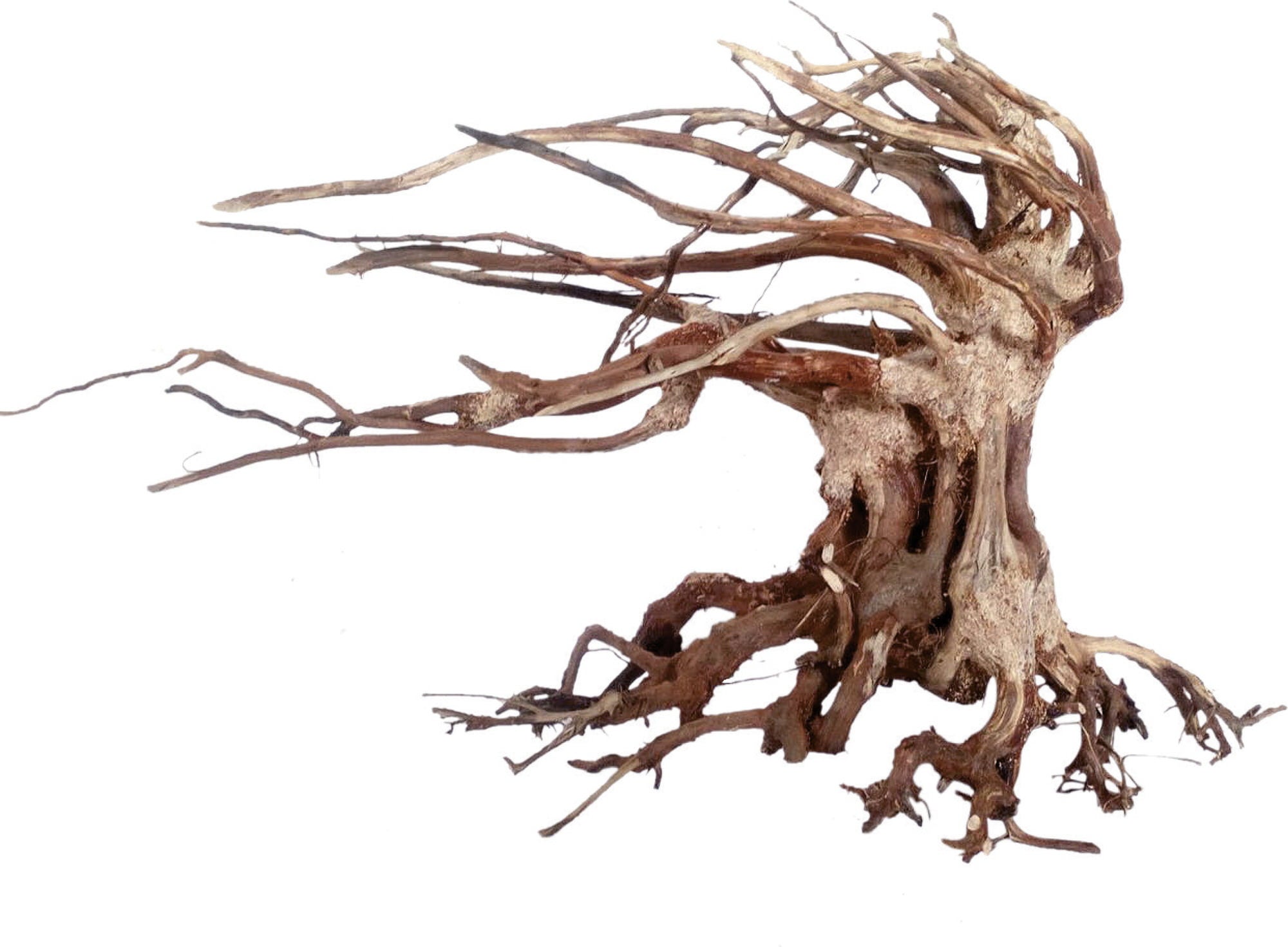 Amtra Holz Oriental WIND 6