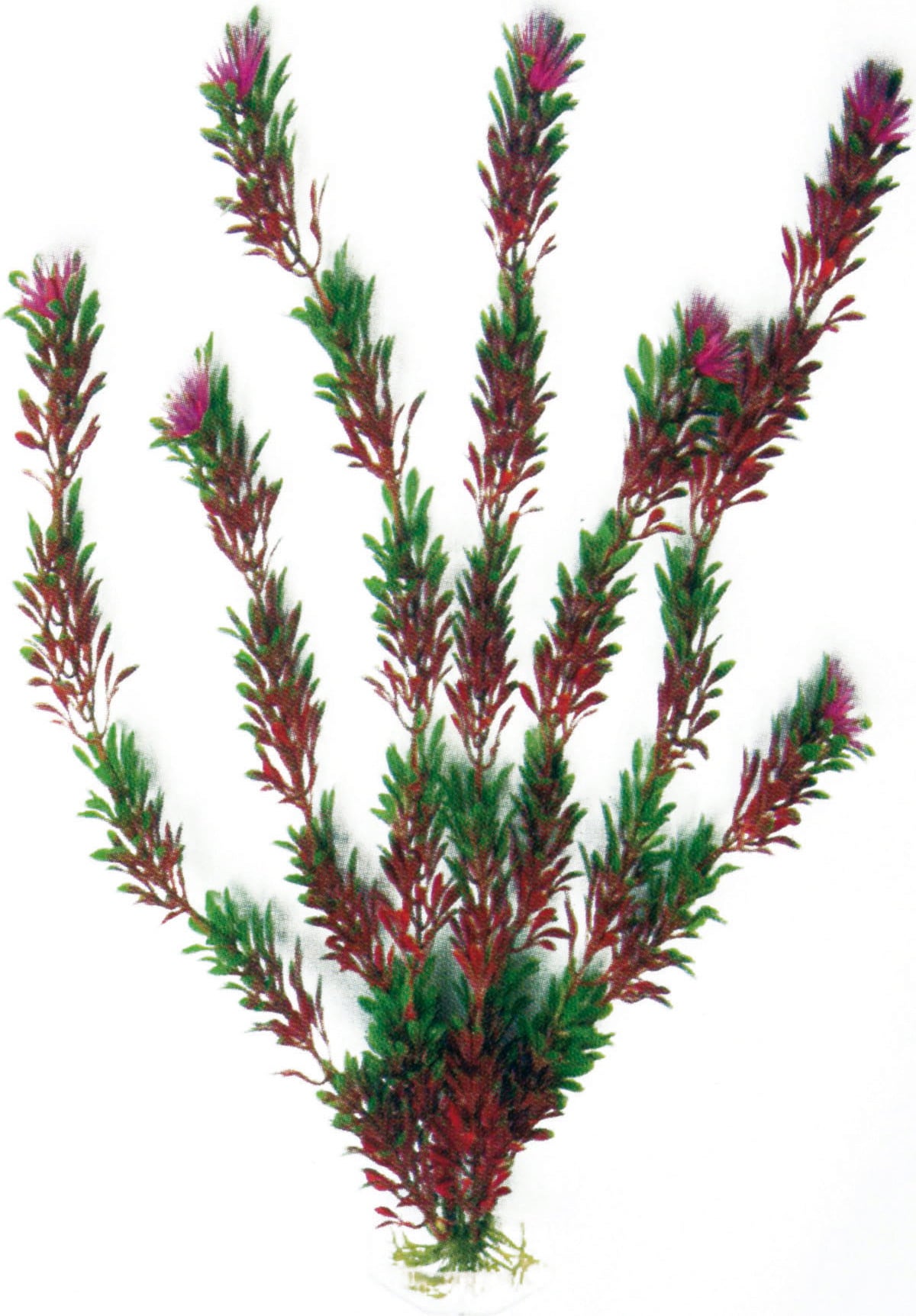 Amtra Kunststoff Aquariumpflanze Bicolour