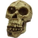 Totenkopf