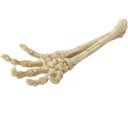 Europet Handskelett - 1 Stk