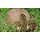 Denk Keramik Igel-Schnecke - 1 Stk