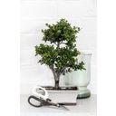 Burgon & Ball Bonsai Schere - 1 Stk