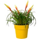 elho b.for original rund 18cm - ocker