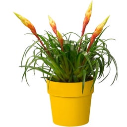 elho b.for original rund 18cm - ocker