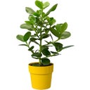 elho b.for original rund 18cm - ocker