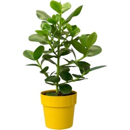 elho b.for original rund 18cm - ocker